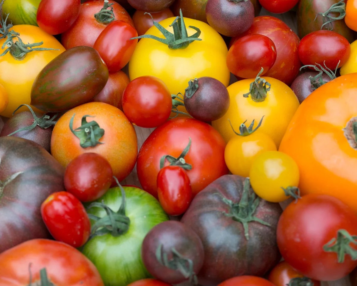 Britons give classic round tomato the red card as coloured and vine varieties score