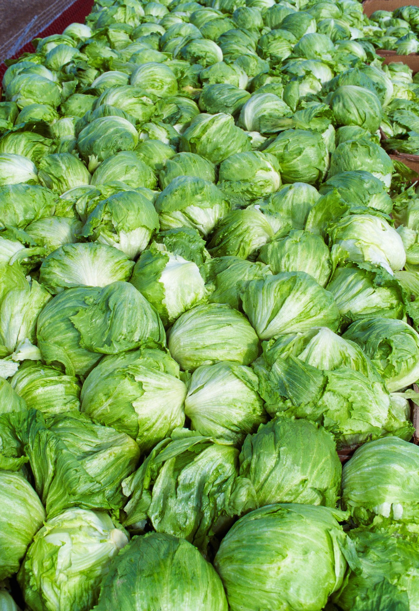 Taylor Farms, Sysco pull iceberg lettuce from central Mexico linked to US parasite outbreak