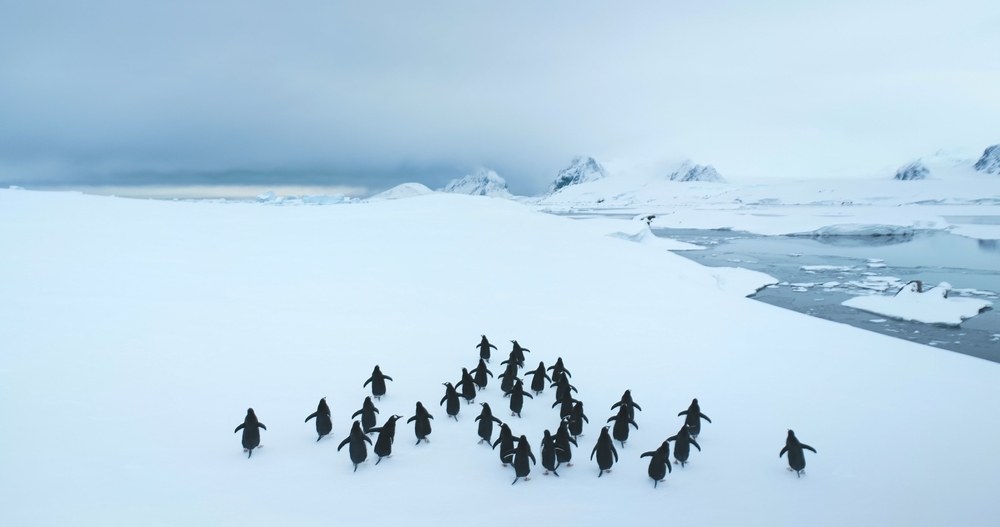 Repricing, Not Retreating: The Strategic Migration to CLOs