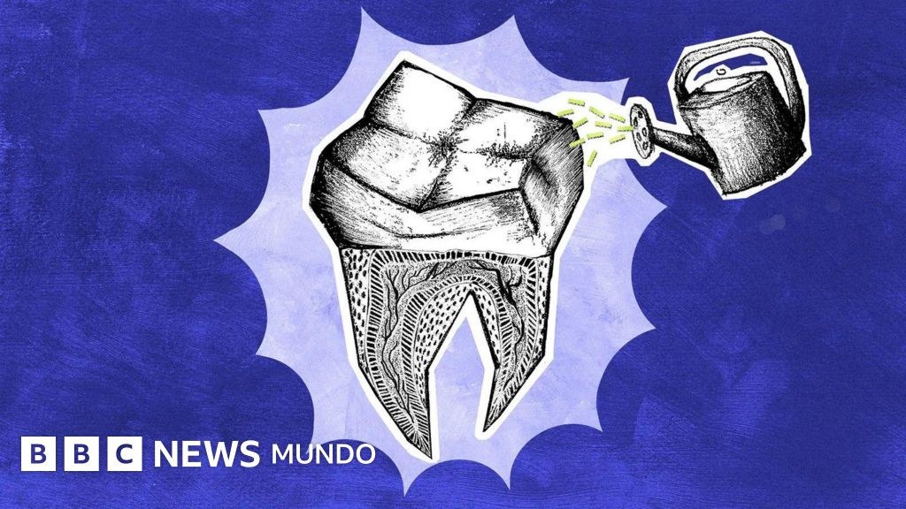 Los científicos que buscan que los dientes que perdemos vuelvan a crecer