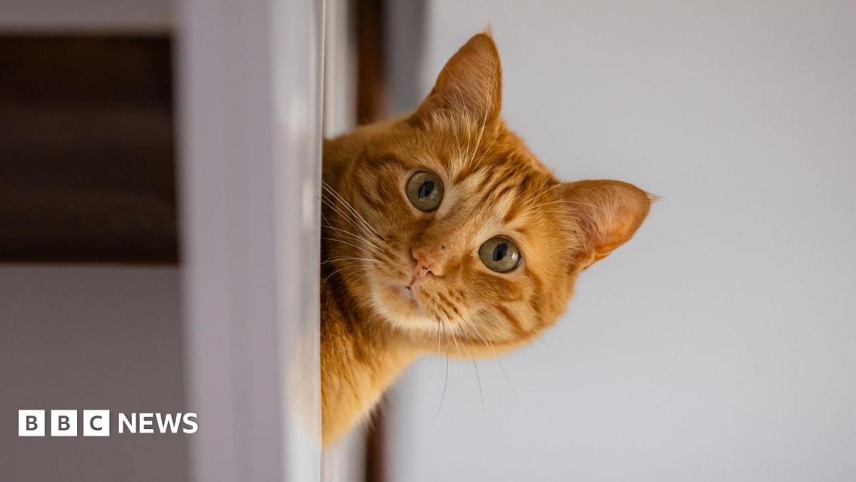 Rental searches for pet friendly properties drop after law change