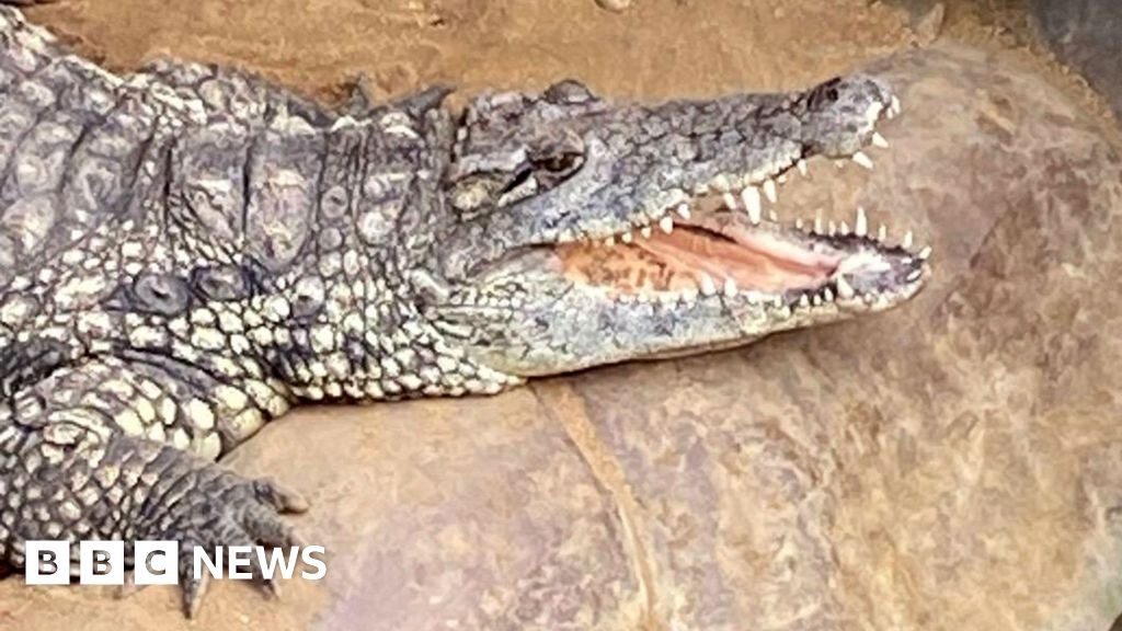 Wowcher sorry for 'unacceptable' crocodile attack email